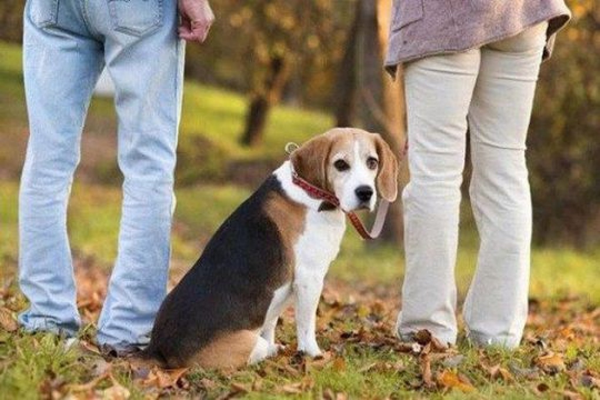 Com quem ficam os pets em caso de separação?