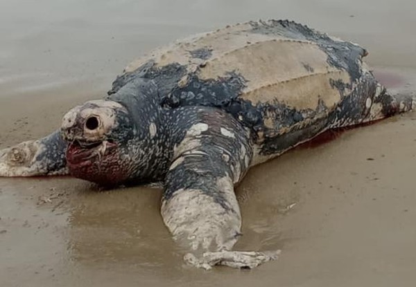 Tartaruga em extinção encontrada em Imbituba