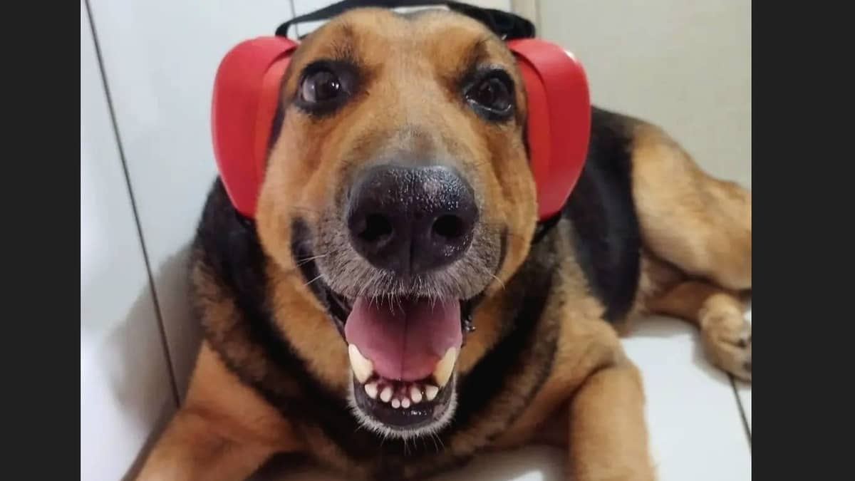 Empresa cria fones de ouvidos para cães