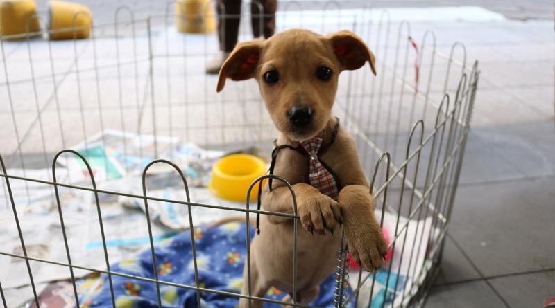 Pet Shops apoiarão adoção de animais