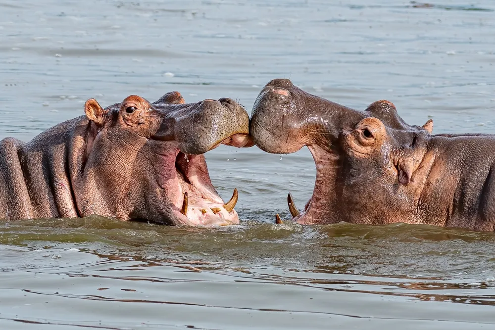 Colômbia prepara-se para exportar hipopótamos