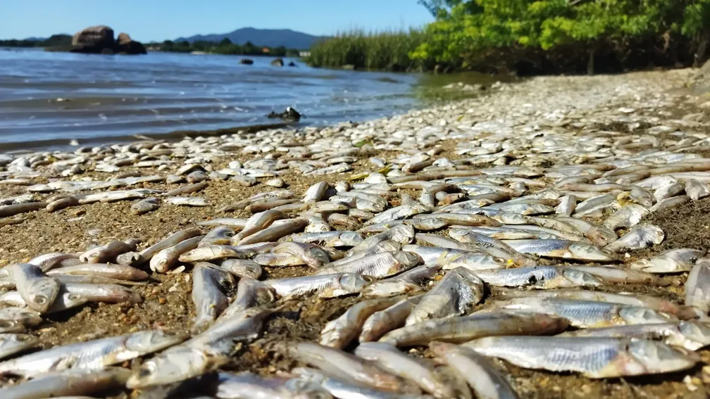 Peixes mortos cobrem areia de praia na capital