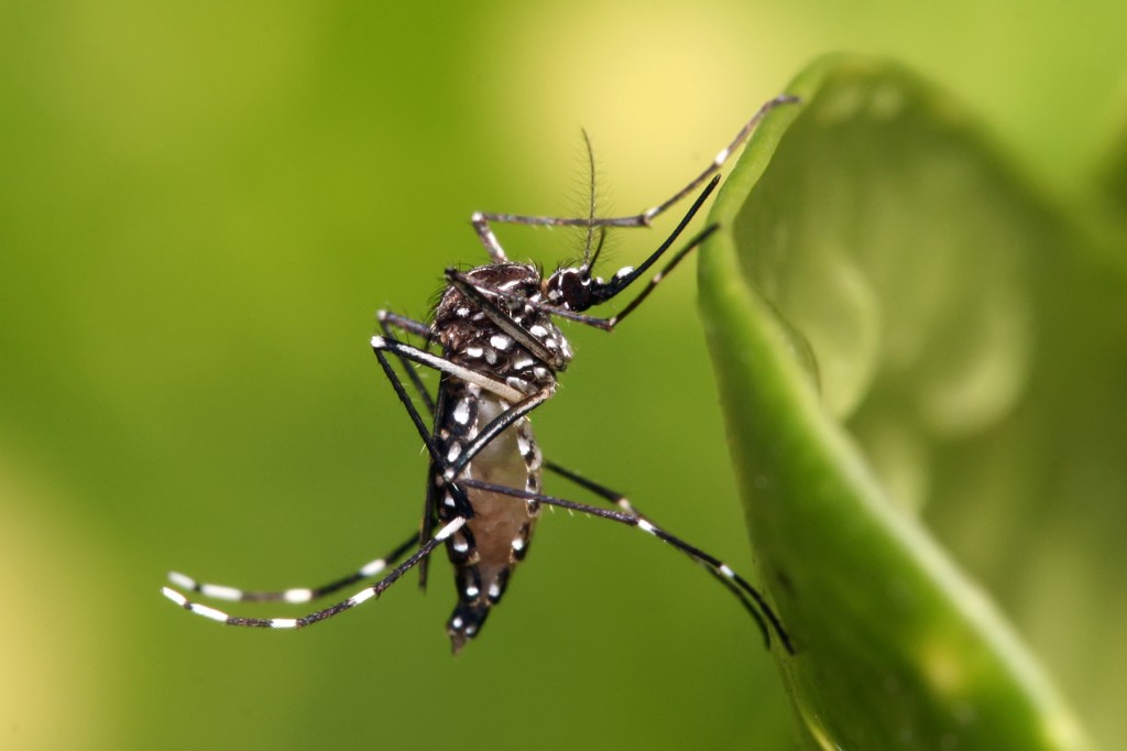 Dengue pode estar fora de controle