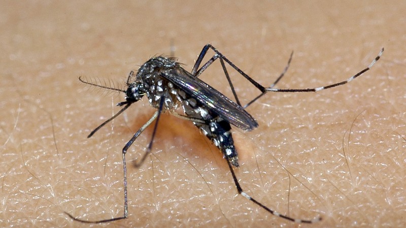 Como o mosquito da dengue chegou ao país