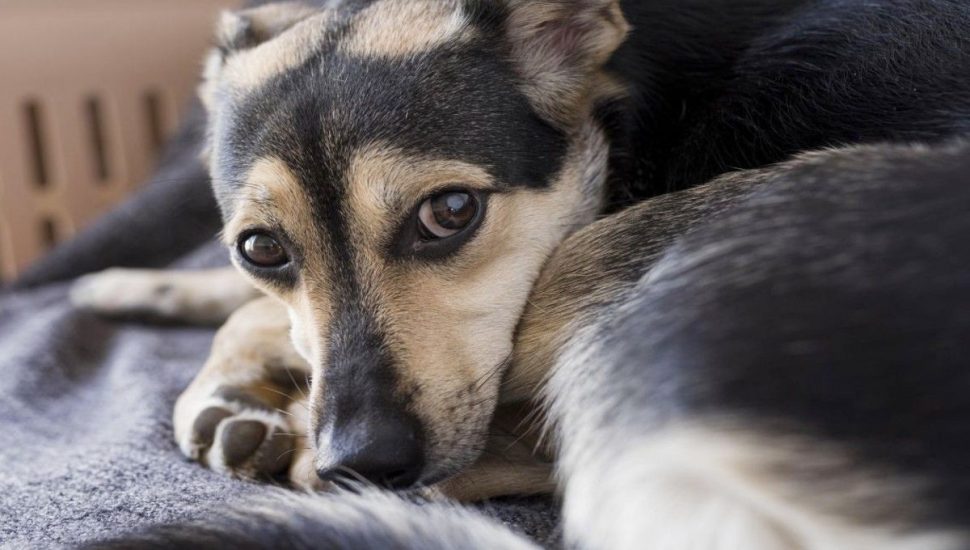 Informações sobre a saúde do seu cão