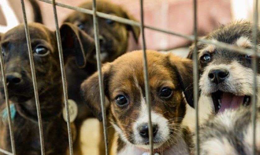 Plantio de mudas e adoção de Pets