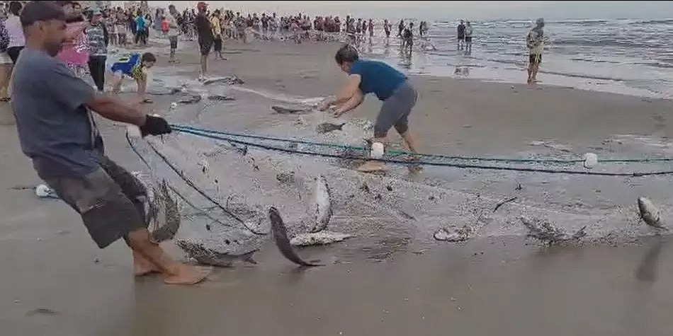 Redes voltam do mar com centenas de quilos de tainha em Balneário Rincão