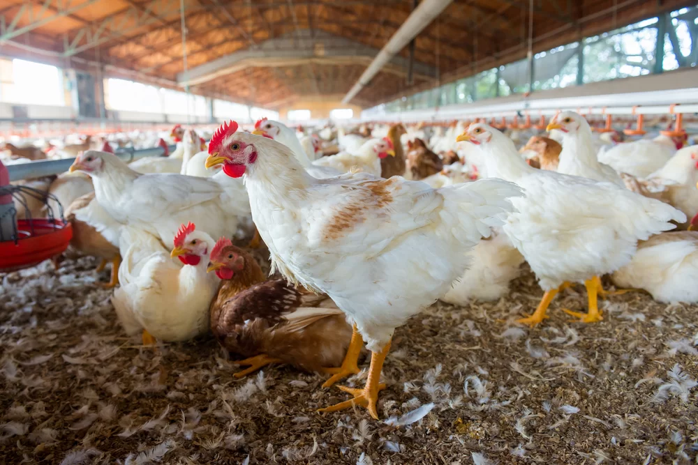 Gripe Aviária pode ser novo desafio da saúde