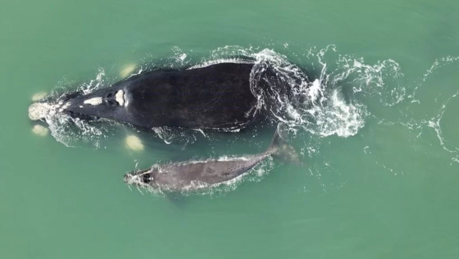 Baleia recém-nascida Sensação em Laguna