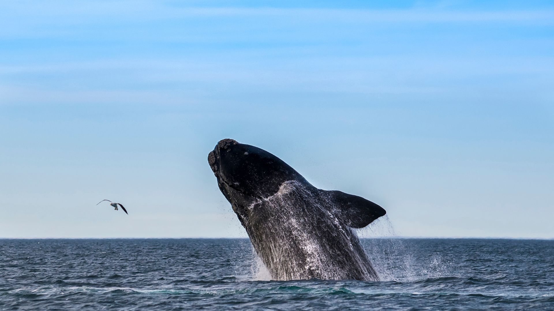 Baleias visitam O Mar Grosso
