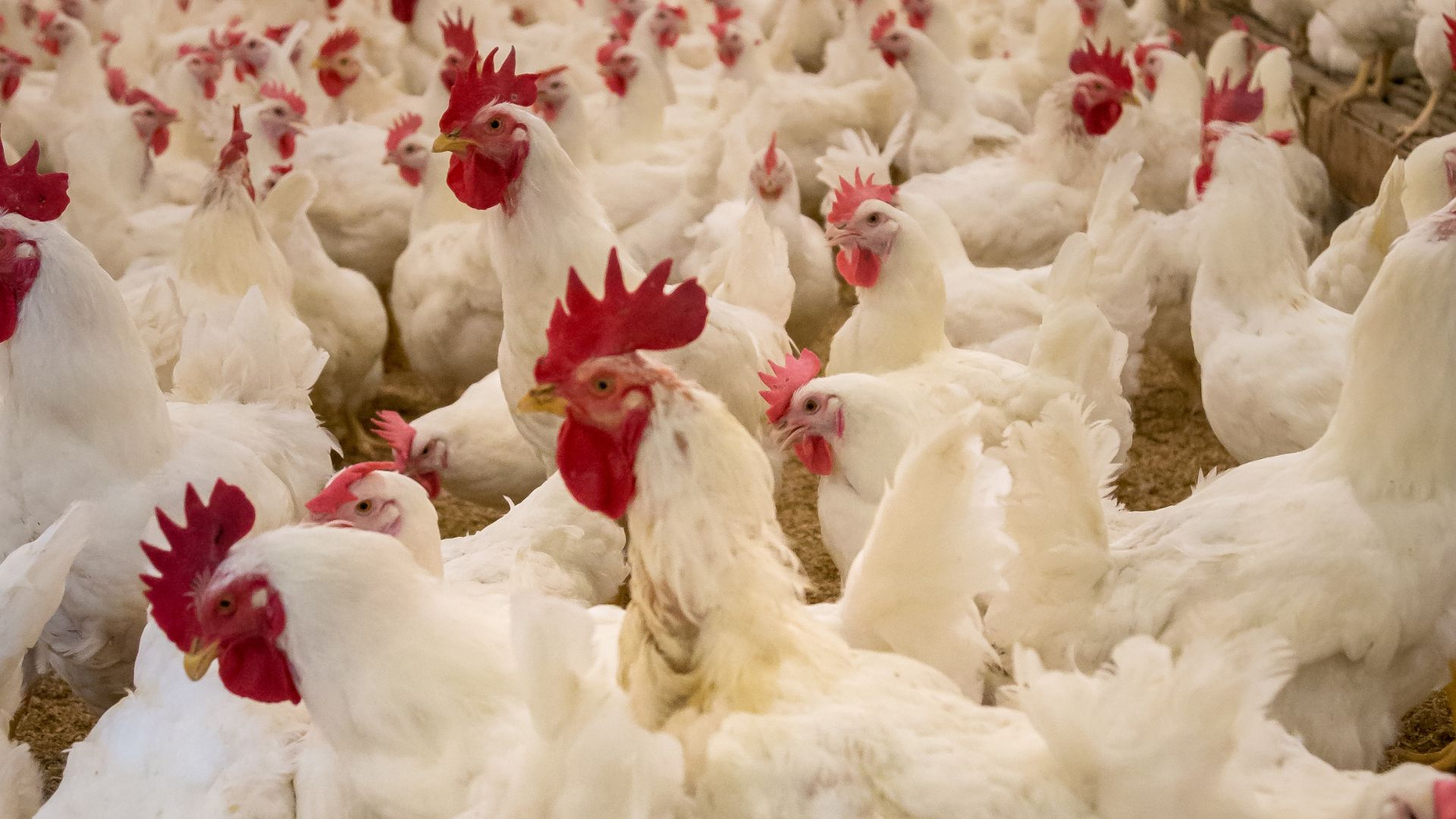 Japão resolve suspender Importação de frangos