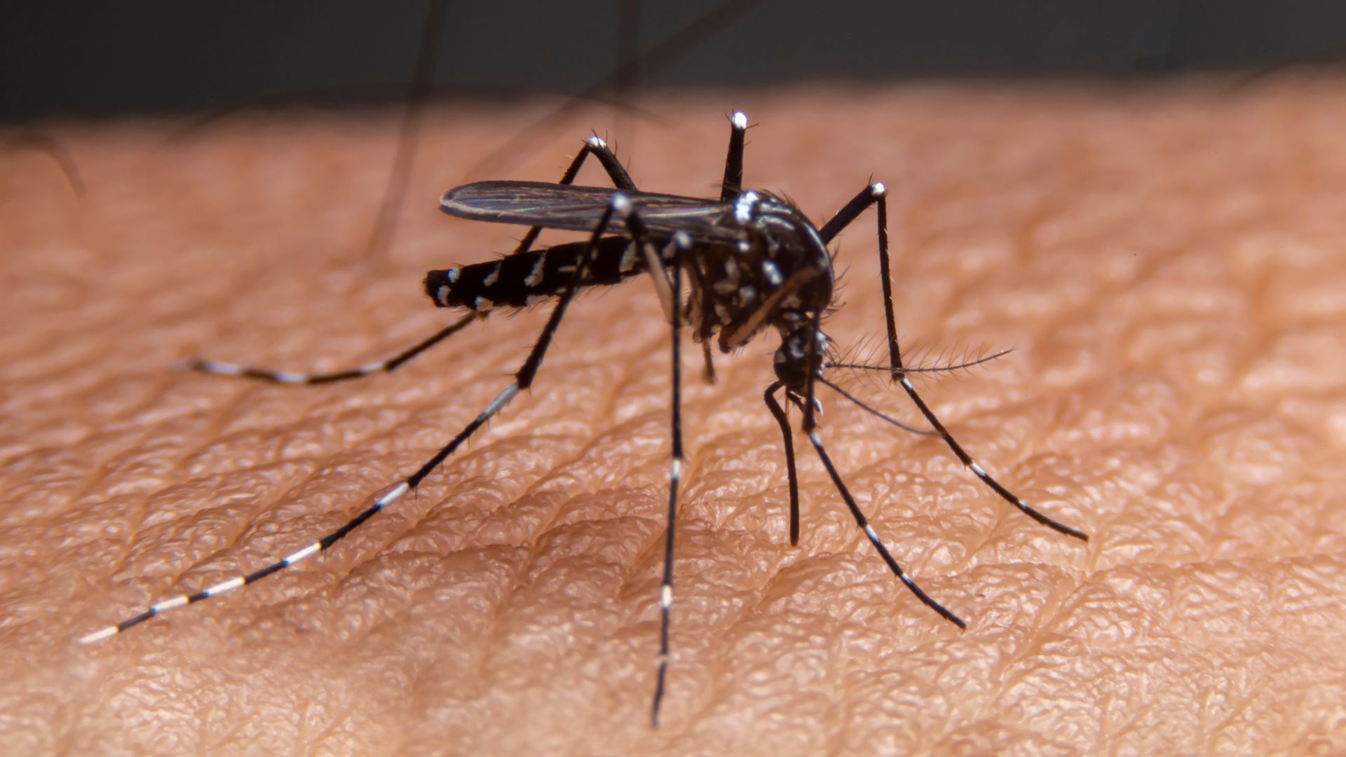 Já são 111 os Focos da dengue