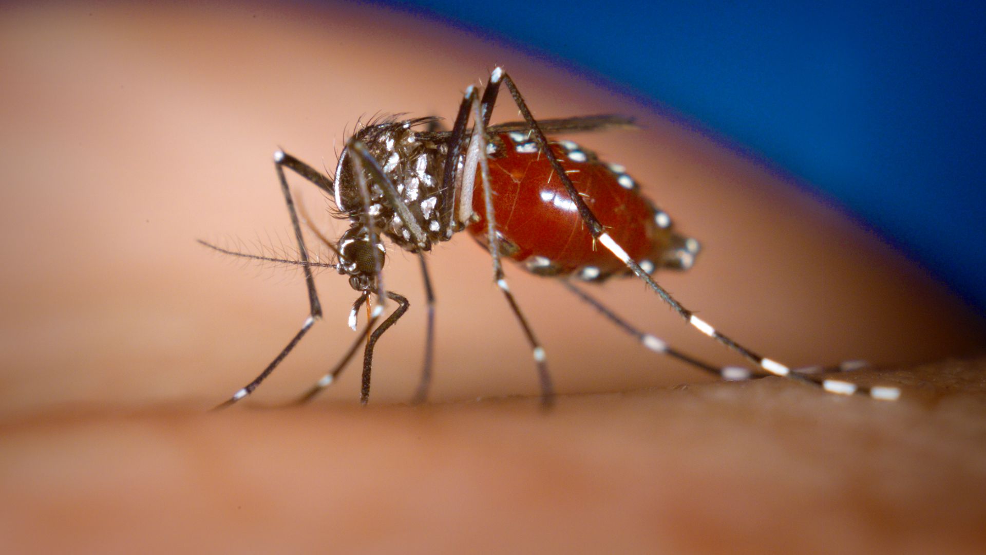Já são 109 os Focos da dengue