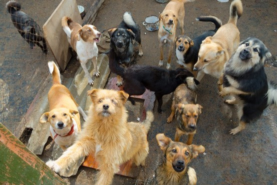 Justiça pede proteção para cães em Laguna
