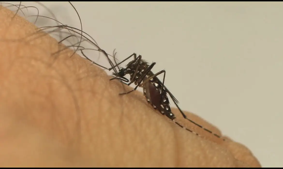 Nova série de combate ao mosquito da dengue